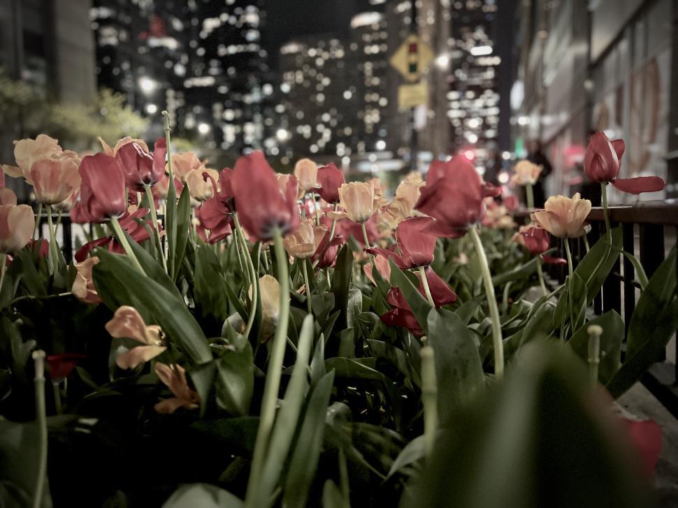 Free Image of Colorful tulips bloom in a city garden at night, framed by glowing skyscrapers and urban lights 