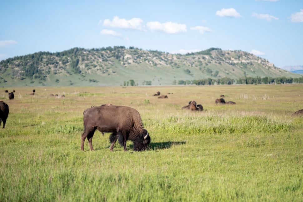 Free Image of Bison grazing on a vast green plain under a blue sky. 