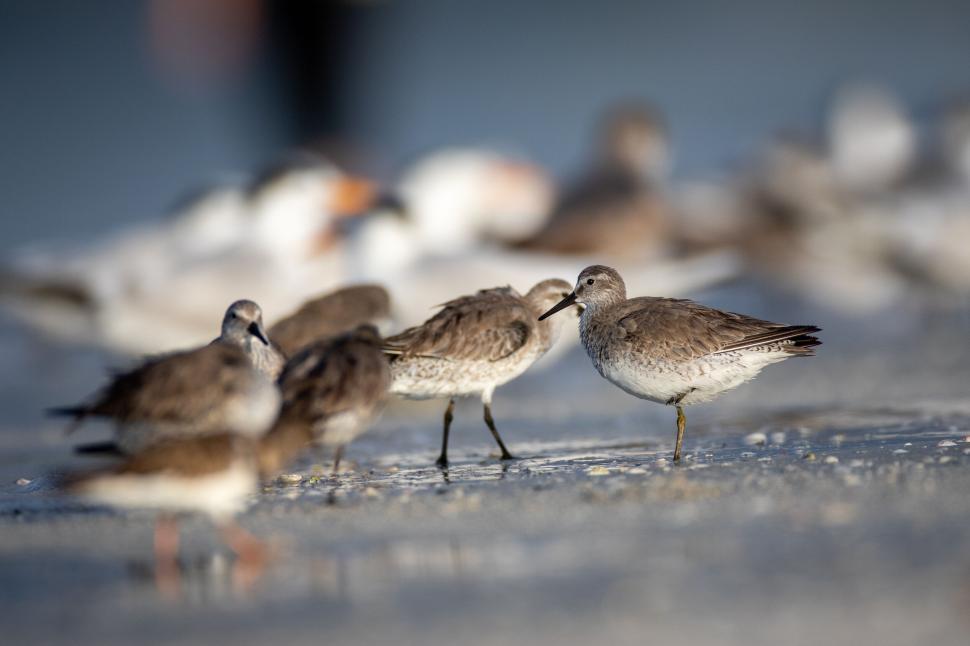 Free Image of Shorebirds wading and foraging on a sandy seashore. 