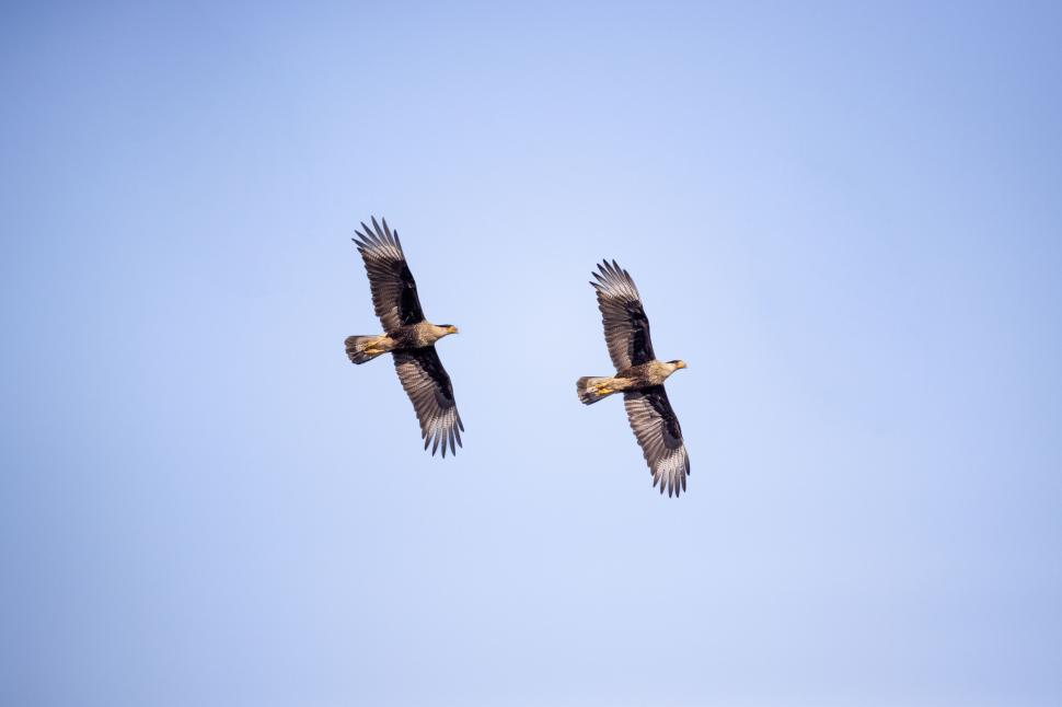Free Image of Two eagles soaring high in the clear blue sky. 
