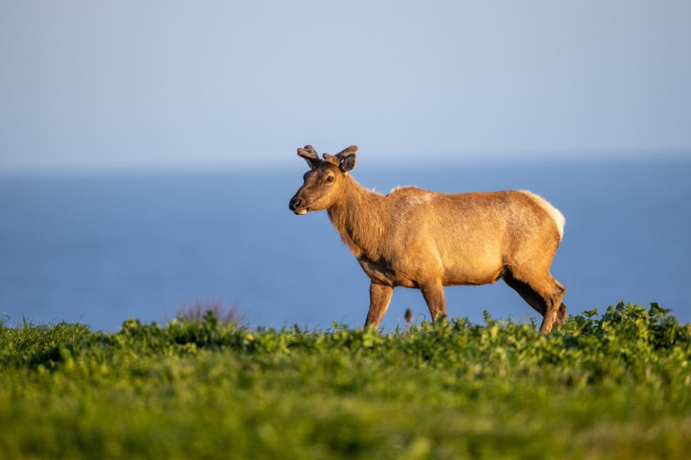 Free Image of A solitary elk grazing on a green field near blue water. 