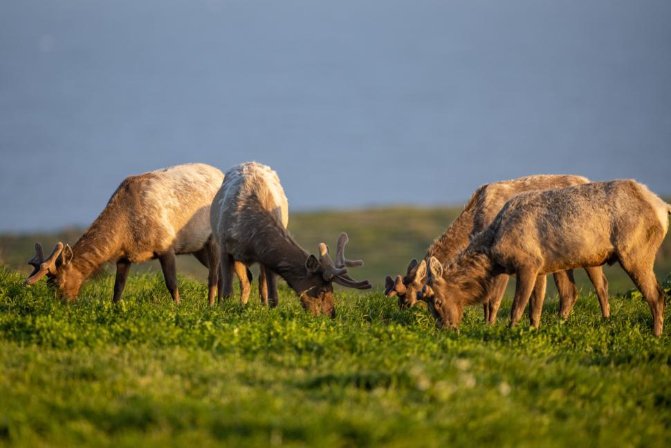 Free Image of A group of elk grazing together in lush green meadow. 