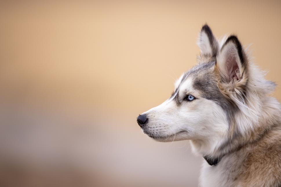 Free Image of Side profile of a husky dog with piercing blue eyes. 