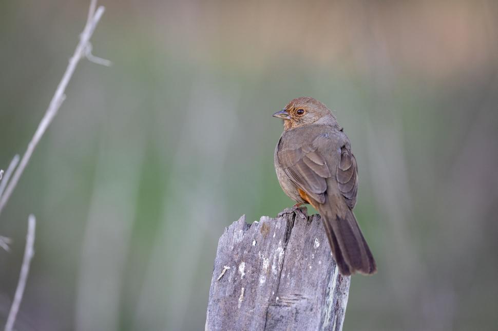 Free Image of Brown bird on a wooden stump with soft green backdrop 