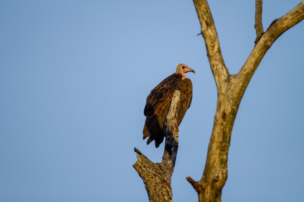 Free Image of Vulture perched on a leafless tree against clear blue sky 