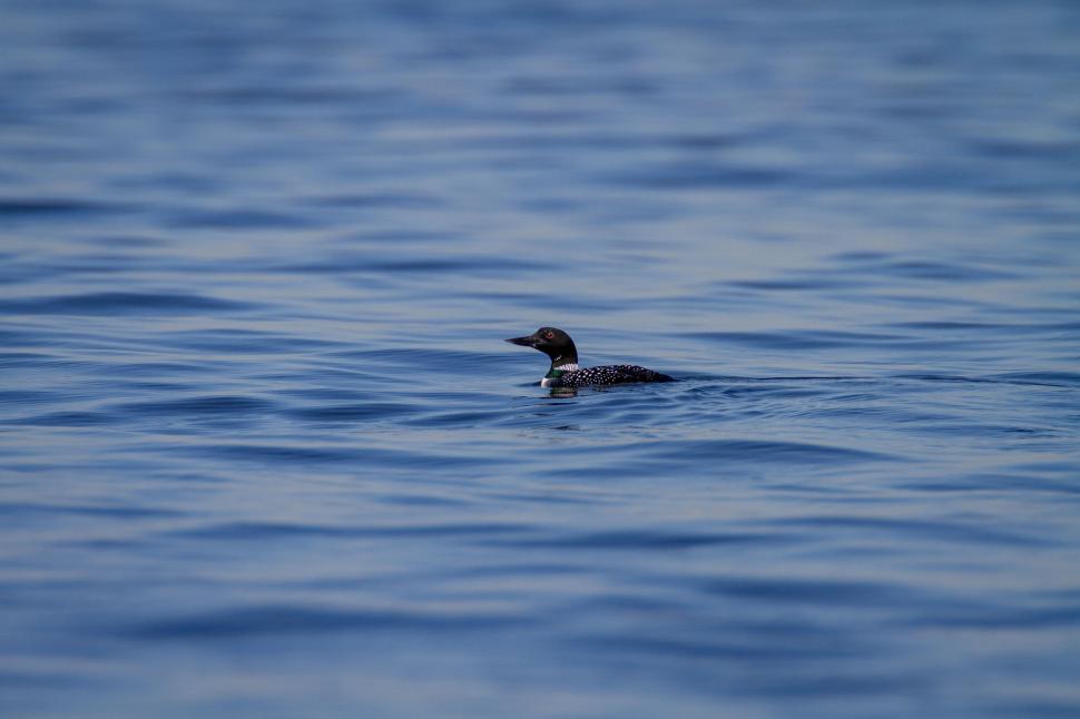 Free Image of A single bird floating gracefully on blue water 