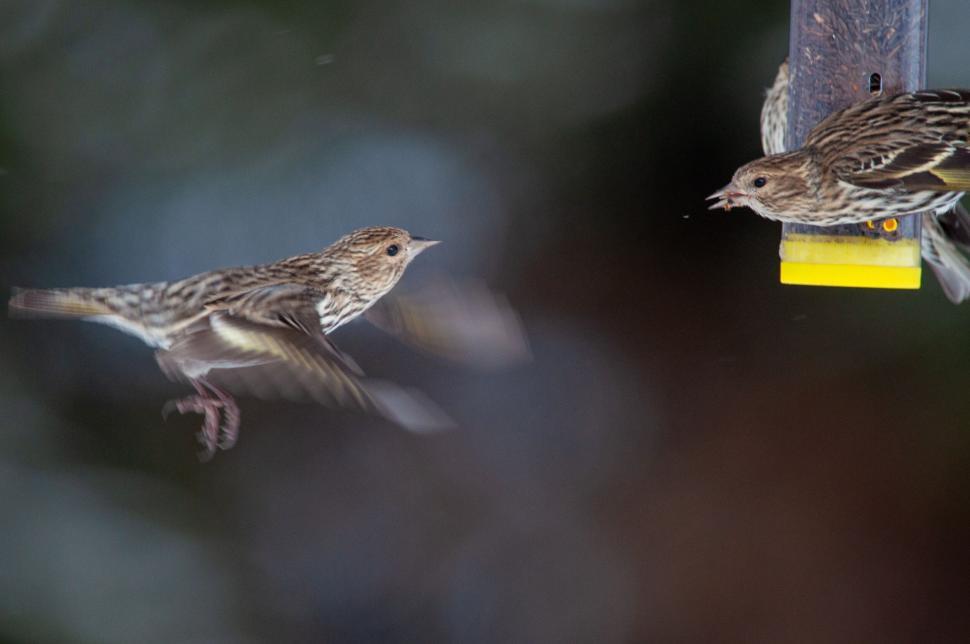 Free Image of Two birds at a feeder in mutual interaction, in flight 
