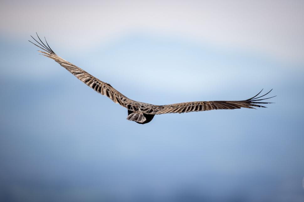 Free Image of A bird soaring high in the sky, wings wide open 