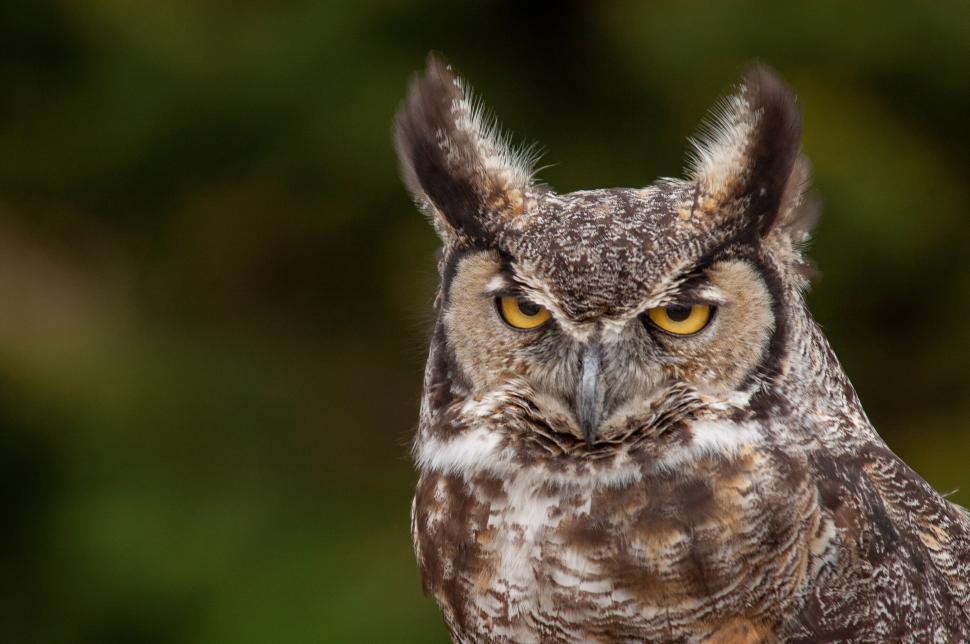 Free Image of Intense owl with striking eyes standing in natural setting 