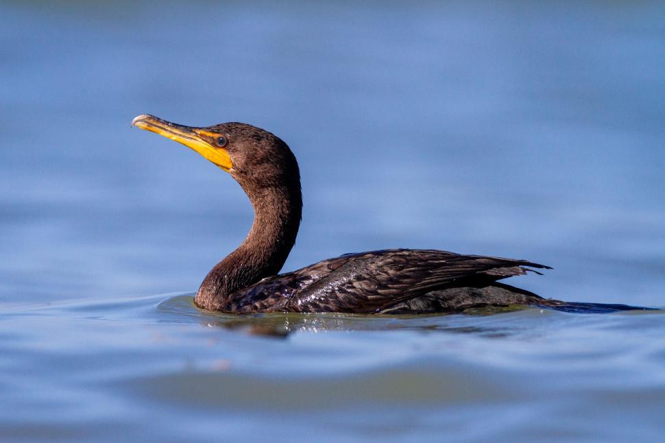 Free Image of A single dark bird swimming calmly in blue water 