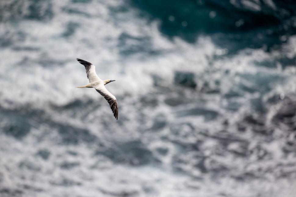 Free Image of Seabird soaring above the ocean with waves visible below. 