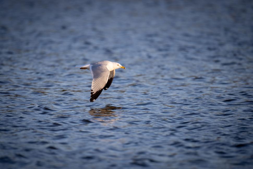 Free Image of Seagull flying just above calm water under sunlight sky. 