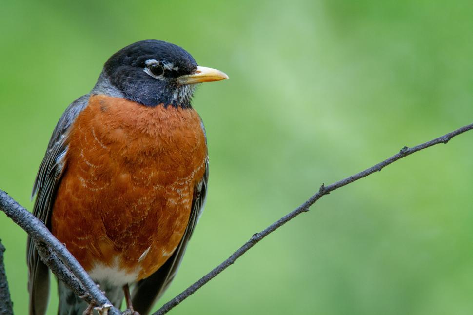 Free Image of Robin perched on a branch with a blurred green background. 