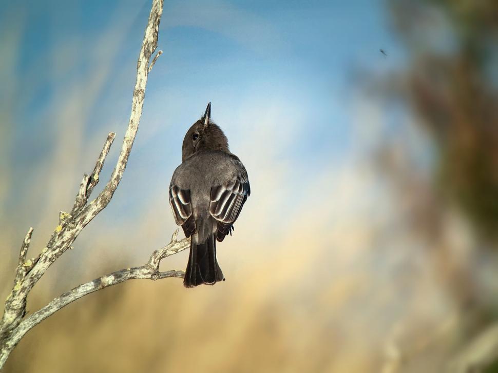 Free Image of Small bird perched on a bare branch with a clear sky. 