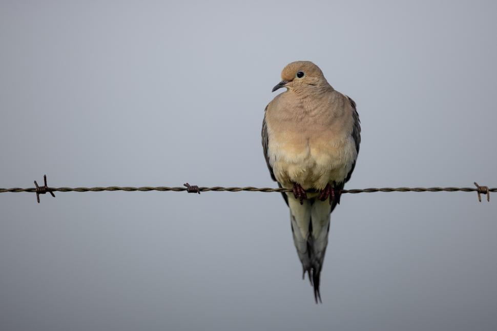Free Image of Dove sitting on a barbed wire against a grey backdrop. 