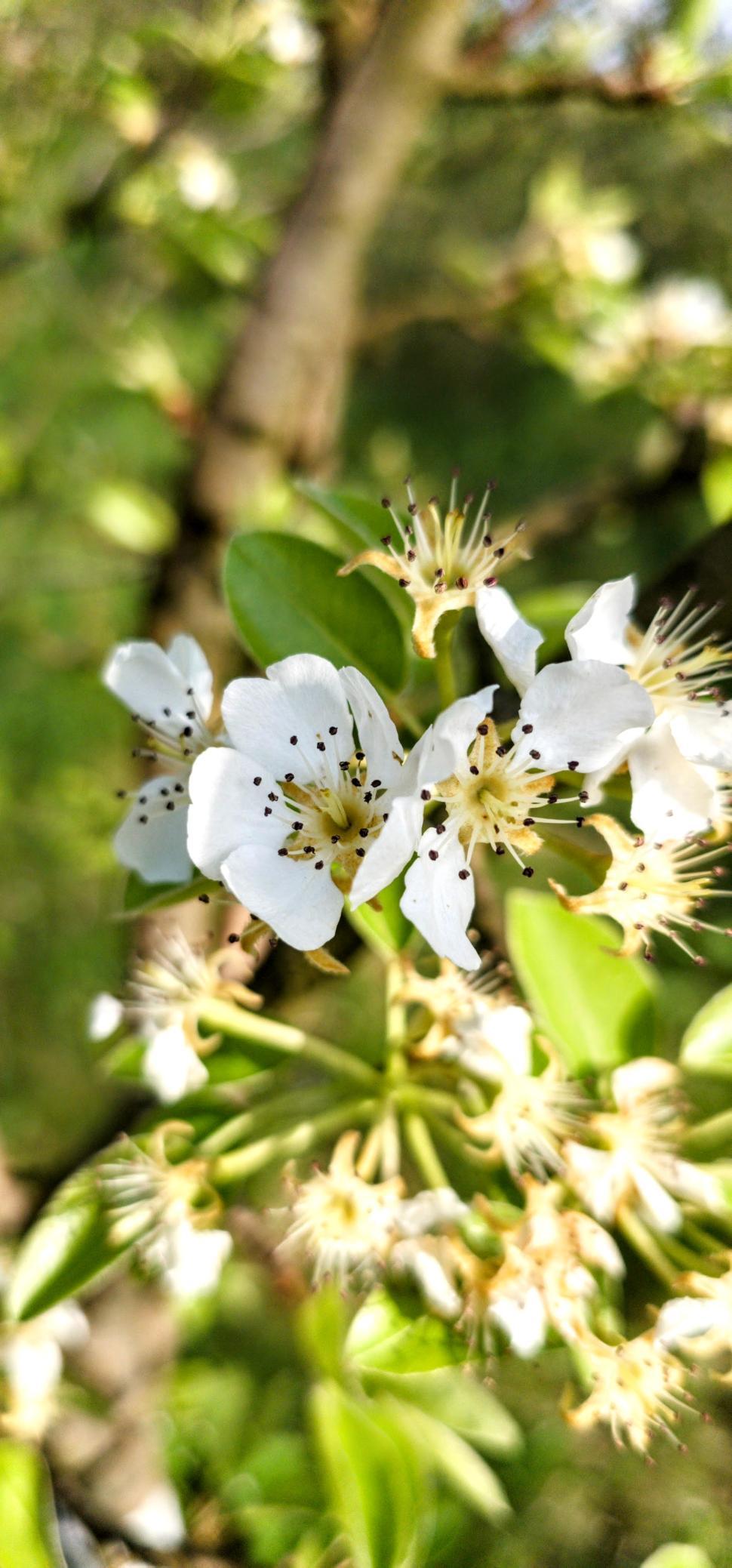 Free Image of White flower  