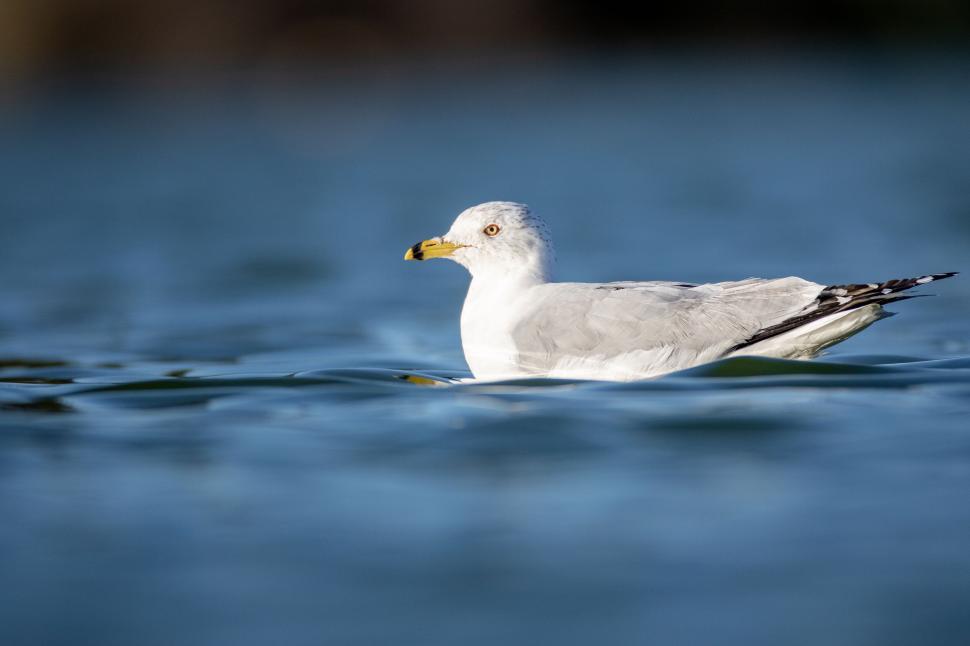 Free Image of Seagull floating on water with clear reflections visible. 