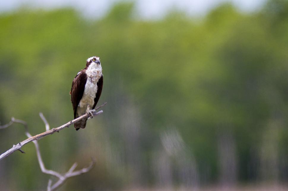 Free Image of A majestic osprey perched on a branch in the wild. 