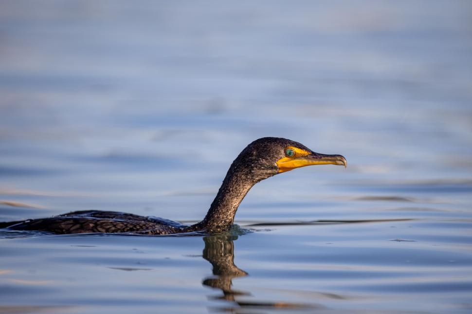 Free Image of A cormorant swimming steadily in calm blue waters. 