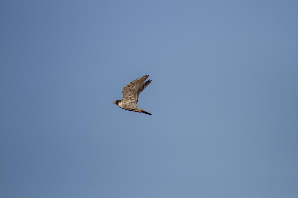 Free Image of A powerful falcon soaring in the clear blue sky. 