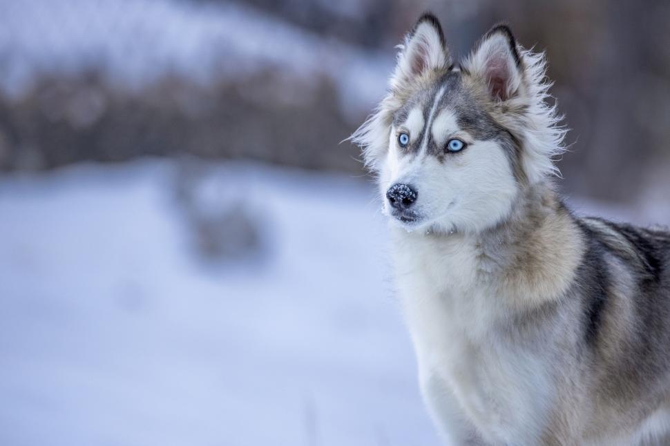 Free Image of A striking husky standing alert in the snowy landscape. 