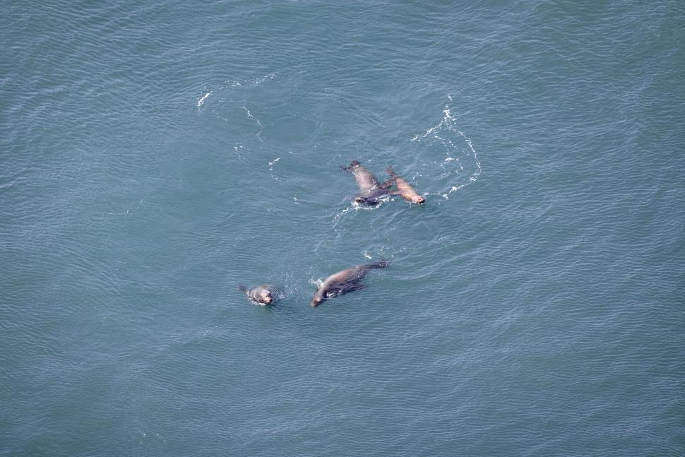 Free Image of A group of seals socializing and swimming in the ocean. 