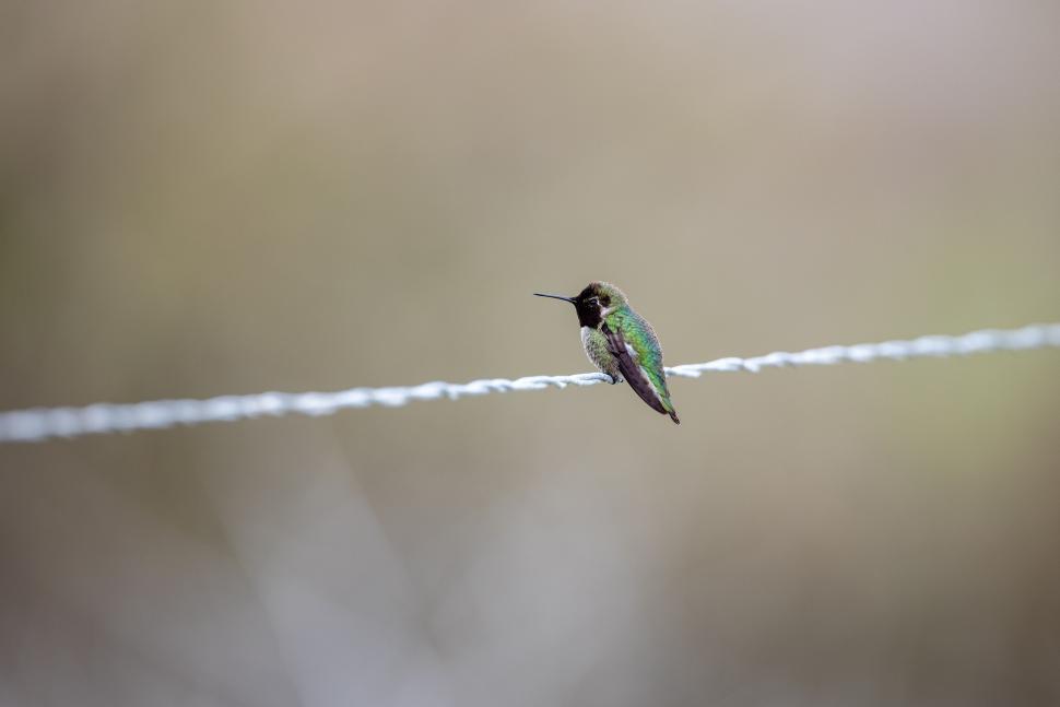 Free Image of A small vibrant hummingbird resting on a wire in nature. 