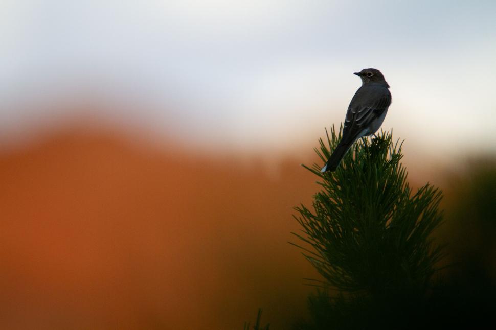 Free Image of Bird on Evergreen Tree Against Orange Sky Backdrop 