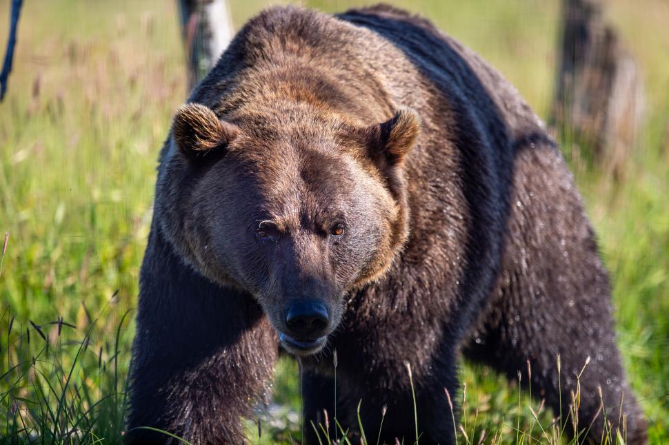 Free Image of Large Brown Bear Stands on Grassy Field Close-Up 