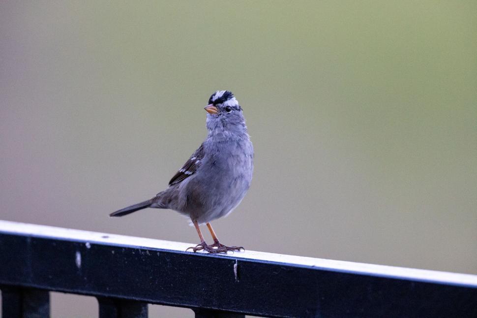Free Image of Small Bird with Black and White Head Perched Nicely 