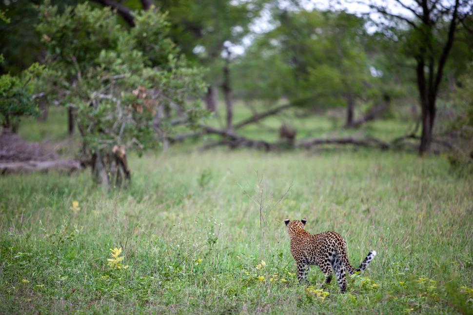 Free Image of Leopard Stands in Green Field Ready to Hunt Nearby Prey 