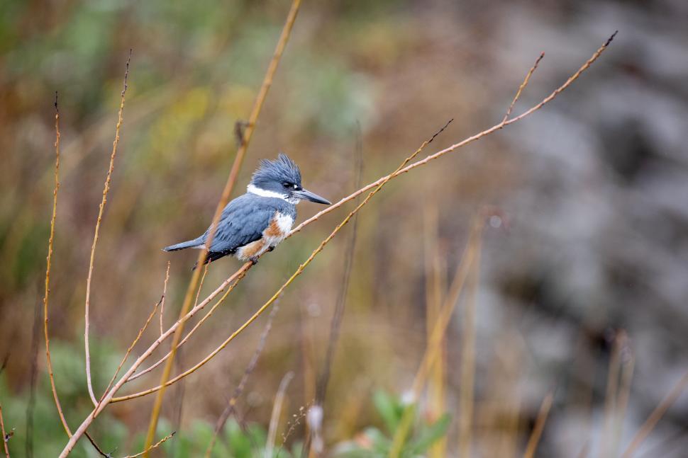 Free Image of Kingfisher Bird with Unique Plume Sits on Thin Branch 