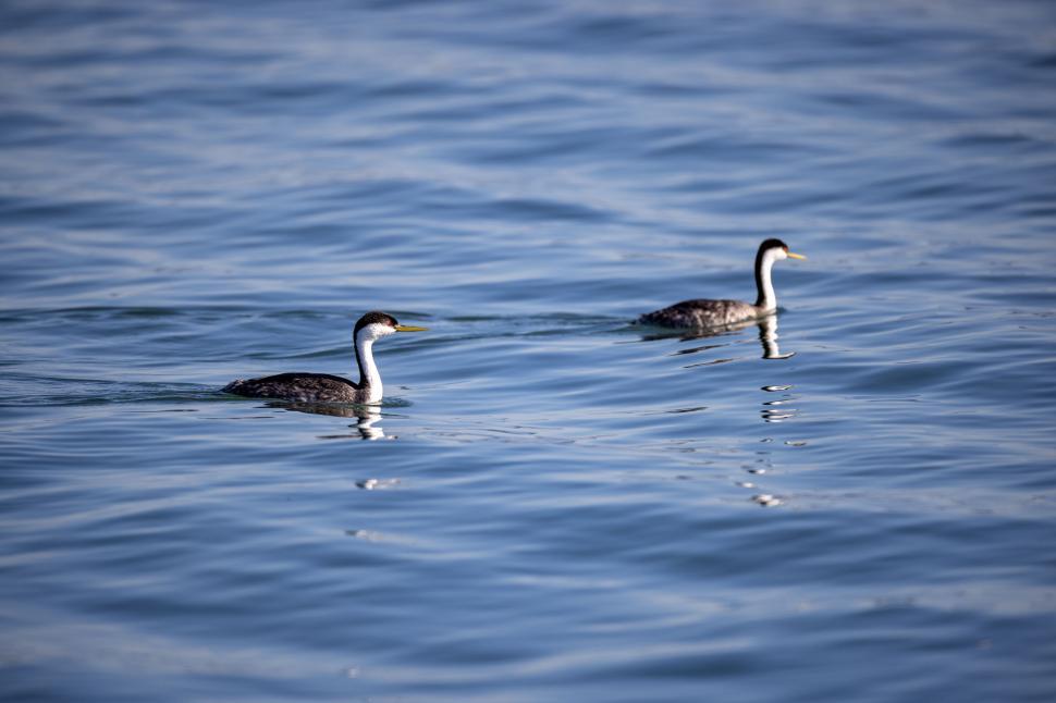 Free Image of Two Ducks Swimming Together on Calm Blue Water Surface 
