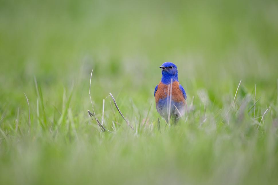 Free Image of Bluebird standing in green grass, vibrant color display. 