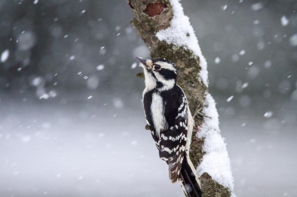Free Image of Woodpecker clinging to a snowy tree during snowfall. 