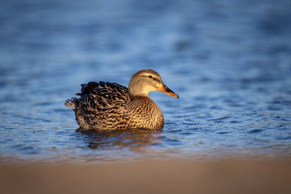 Free Image of Mallard duck swimming in blue water, natural elegance. 