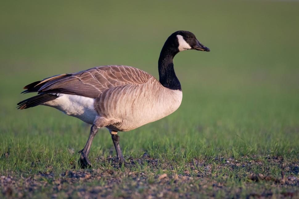 Free Image of Canadian goose standing on grassy ground, side profile. 