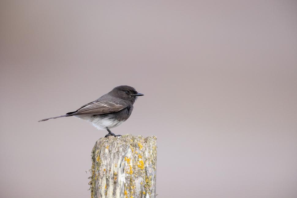 Free Image of Small dark bird perched on post, minimalist composition. 