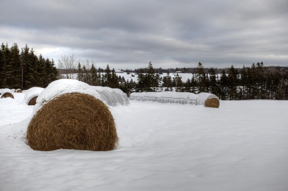Free Image of Hay 
