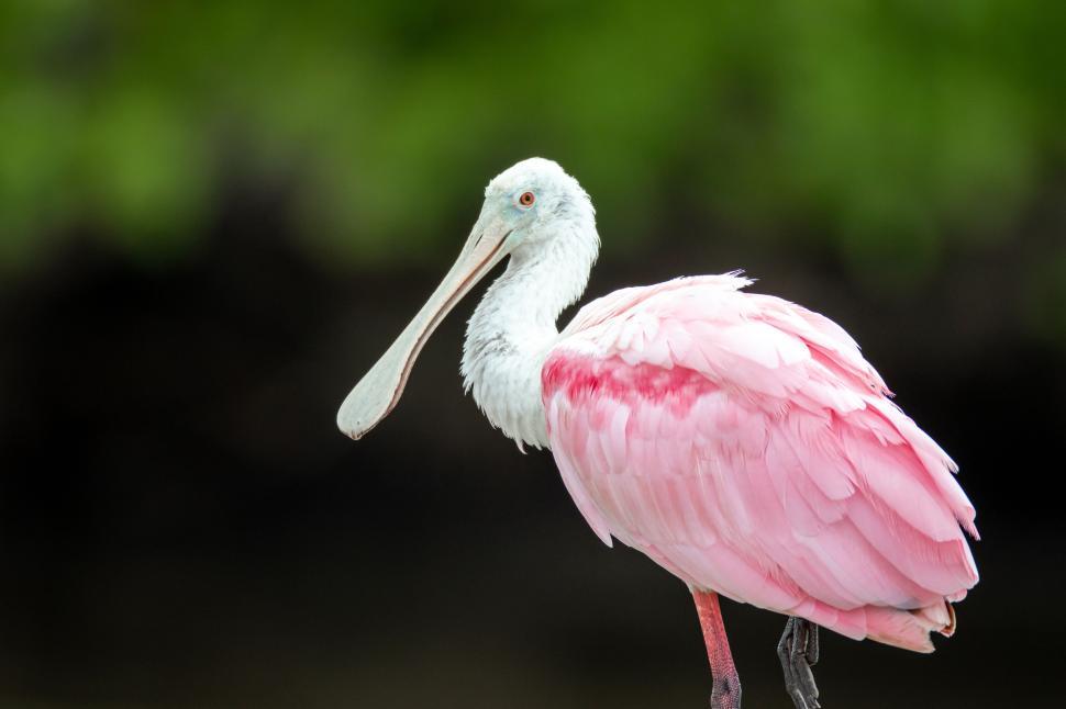 Free Image of Pink bird with a long bill standing against green background. 