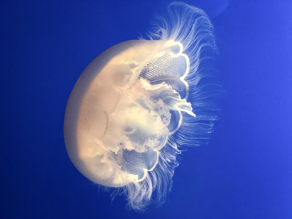 Free Image of Transparent jellyfish floating against blue ocean water. 