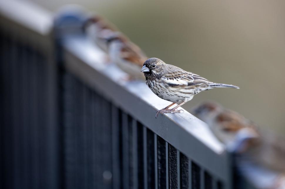Free Image of A small brown bird perched on a metal rail with blurry background. 