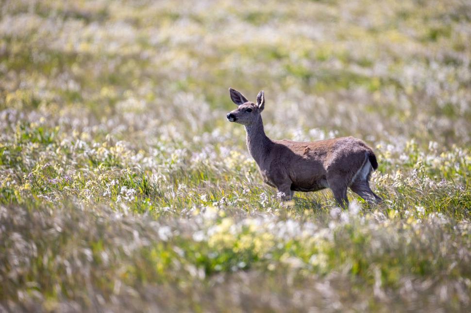 Free Image of A solitary deer standing in a field of wildflowers and grass. 