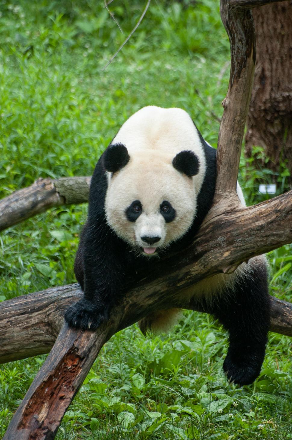 Free Image of Panda bear climbing a tree in a green forest habitat. 