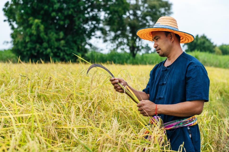 Free Image of Asian farmer harvest of the rice field in harvest season 