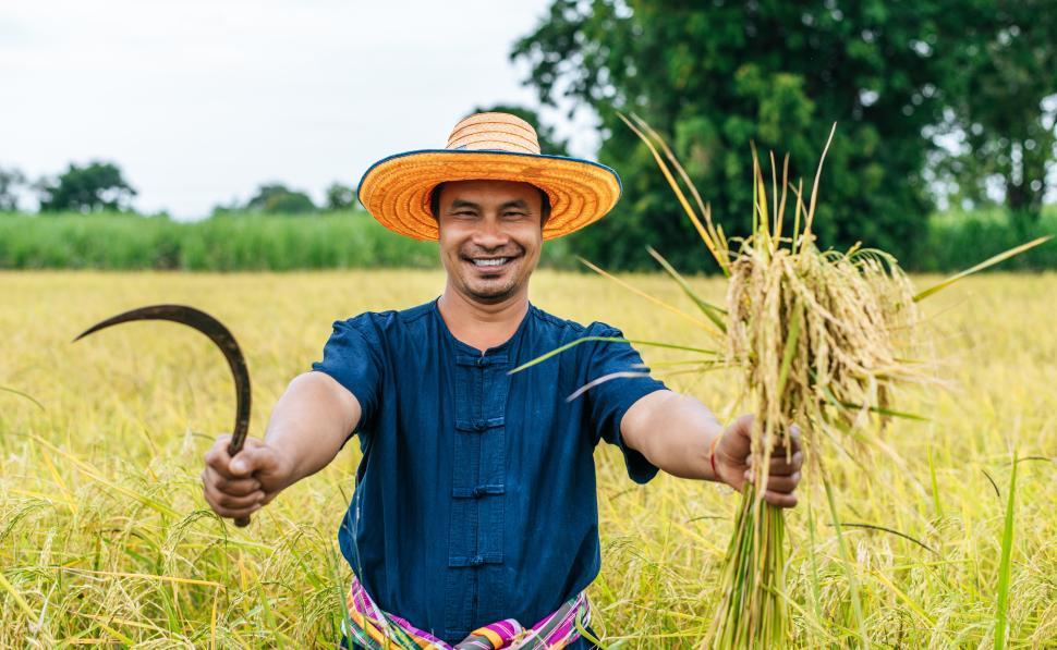 Free Image of Asian farmer harvest of the rice field in harvest season 
