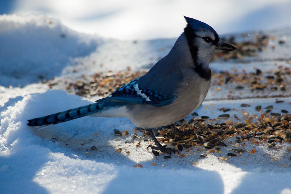 Free Image of Blue Jay 