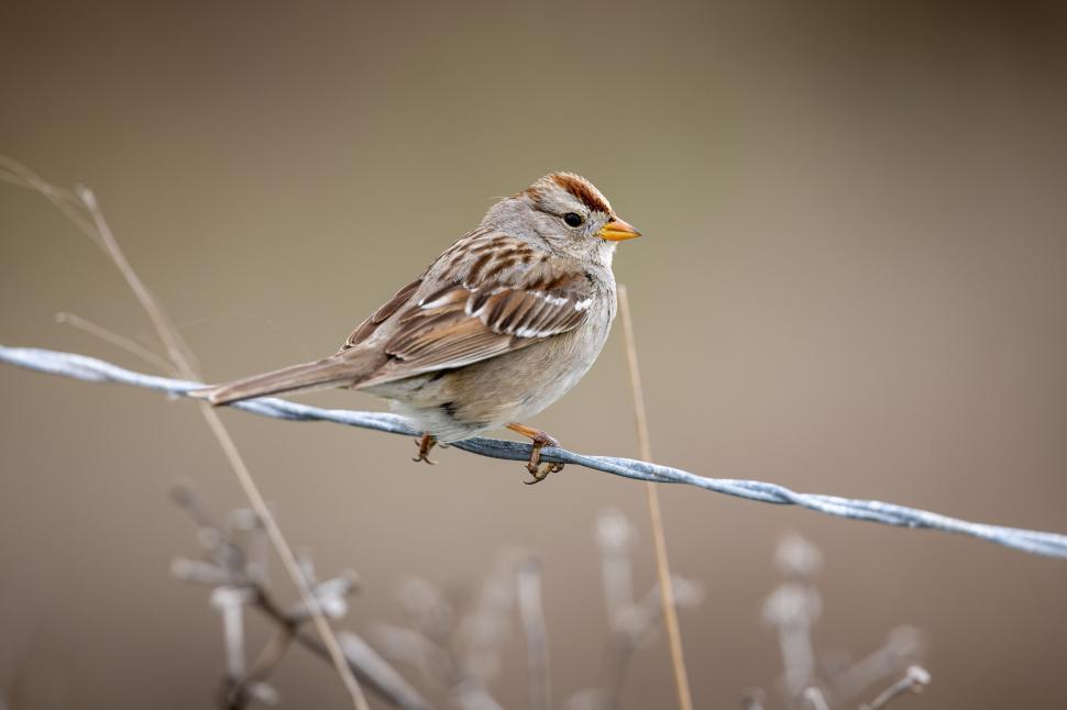 Free Image of Sparrow perched on wire in natural habitat setting 