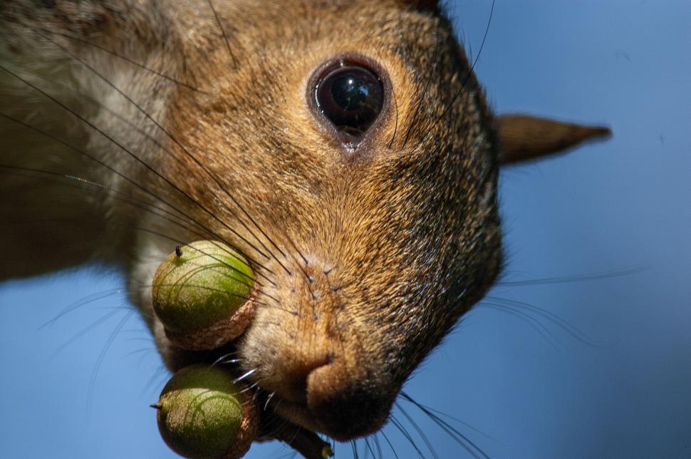 Free Image of Close-up of a squirrel holding three acorns tightly 