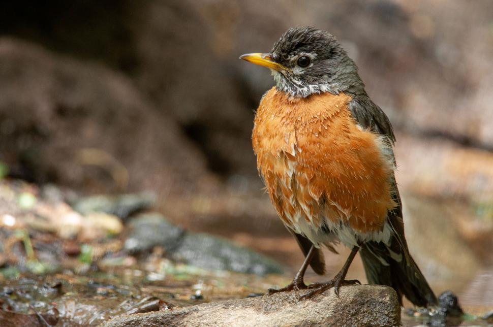 Free Image of Robin standing on a wet rock in a natural setting 